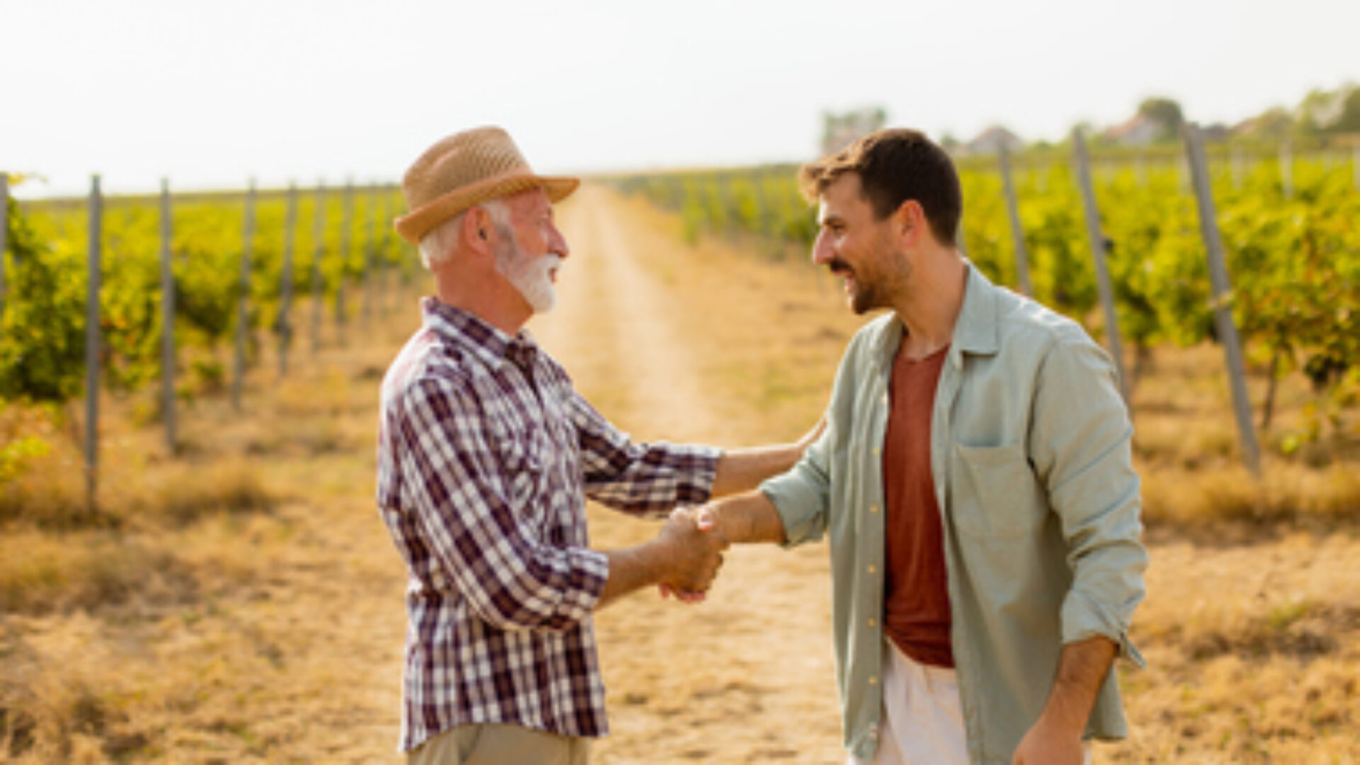 Heartfelt conversation between two generations in a sunlit vineyard during late afternoon harvest season